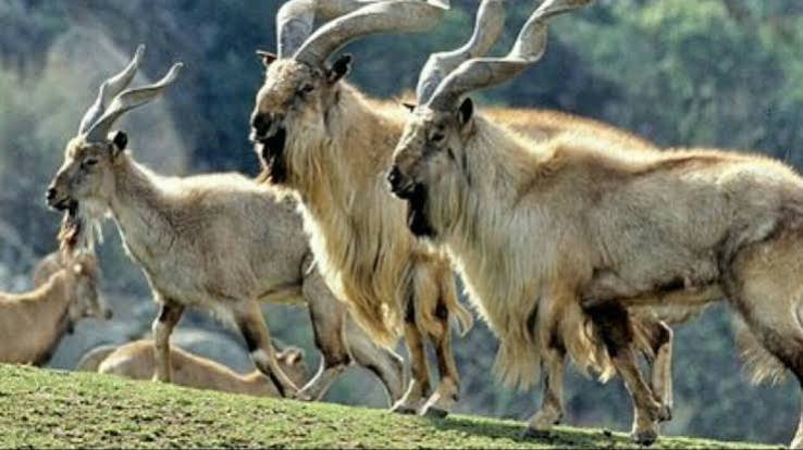 Hazarganji Chiltan National Park Quetta