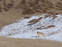 Hazarganji Chiltan National Park Quetta