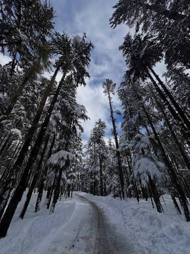 Ushu Forest Kalam Swat