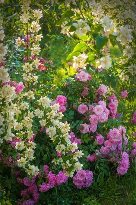 Rose and Jasmine Garden Islamabad