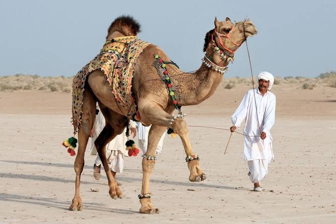 Cholistan Desert Rohi Bahawalpur