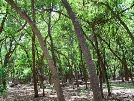 Lal Suhanra National Park Bahawalpur