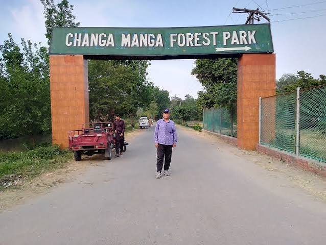 Changa Manga Forest Kasur