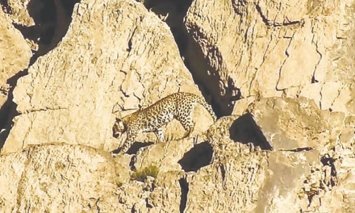 Hazarganji Chiltan National Park Quetta