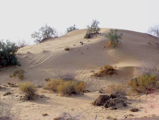 Cholistan Desert Rohi Bahawalpur