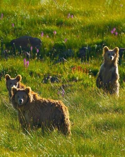 Deosai National Park