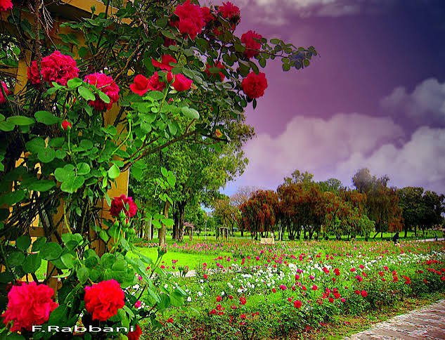 Rose and Jasmine Garden Islamabad