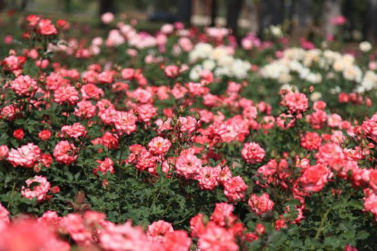 Rose and Jasmine Garden Islamabad
