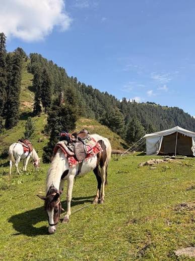 Ushu Forest Kalam Swat