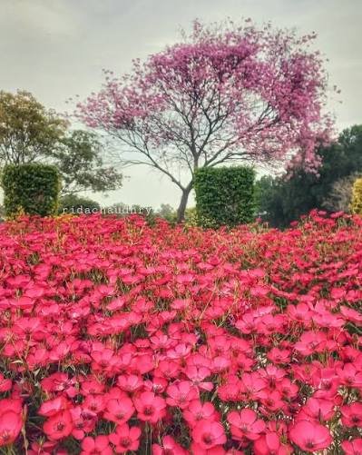 Bahauddin Zakariya University Multan BZU