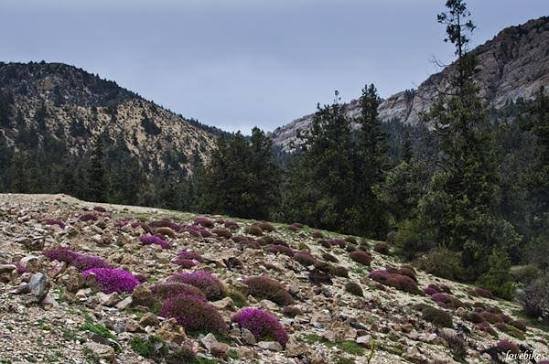 Ziarat Valley and Ancient Juniper Forest Balochistan