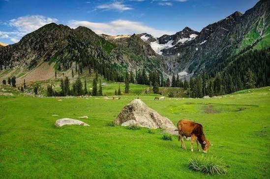 Kumrat Valley Forest Upper Dir