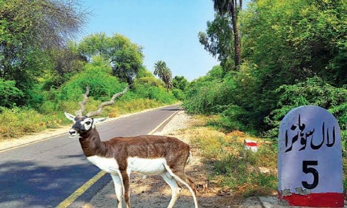 Lal Suhanra National Park Bahawalpur