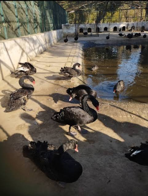 Lal Suhanra National Park Bahawalpur