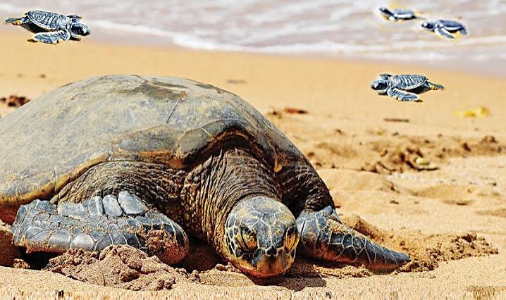 Hawkes Bay and Turtle Beach Karachi