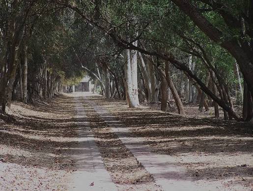Lal Suhanra National Park Bahawalpur