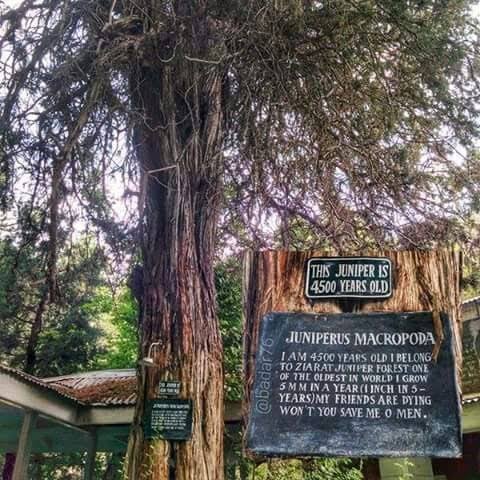 Ziarat Valley and Ancient Juniper Forest Balochistan