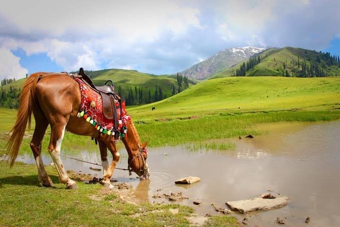 Siri Paye Meadows Kaghan Valley