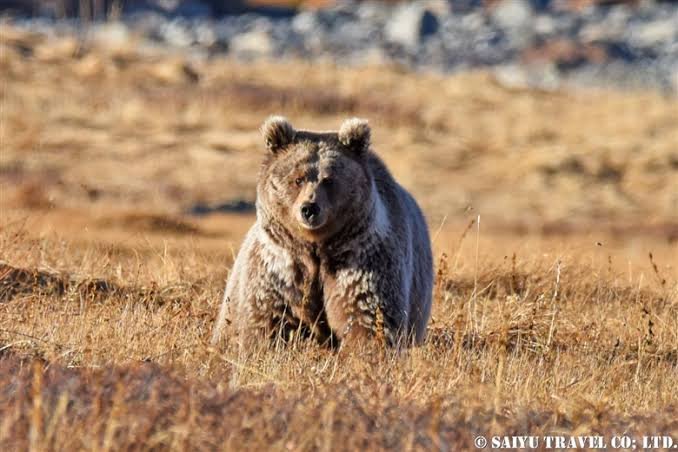 Deosai National Park