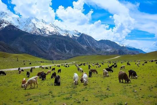 Chitral Gol National Park Lower Chitral