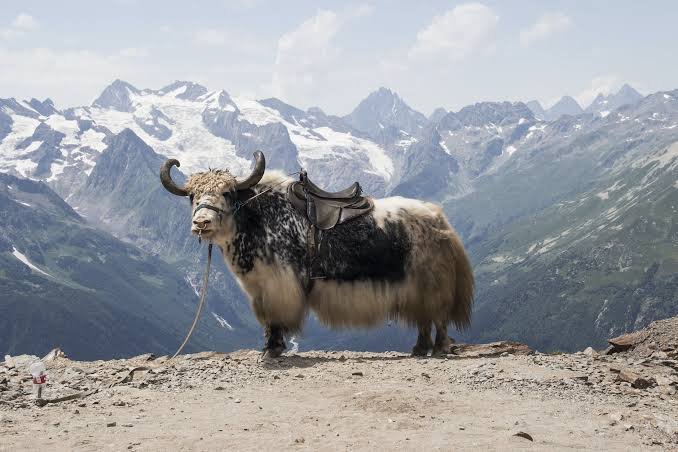 Misgar Valley