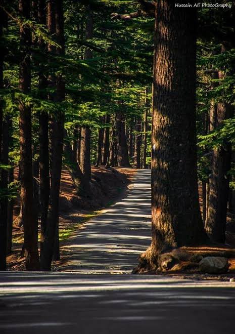 Ushu Forest Kalam Swat