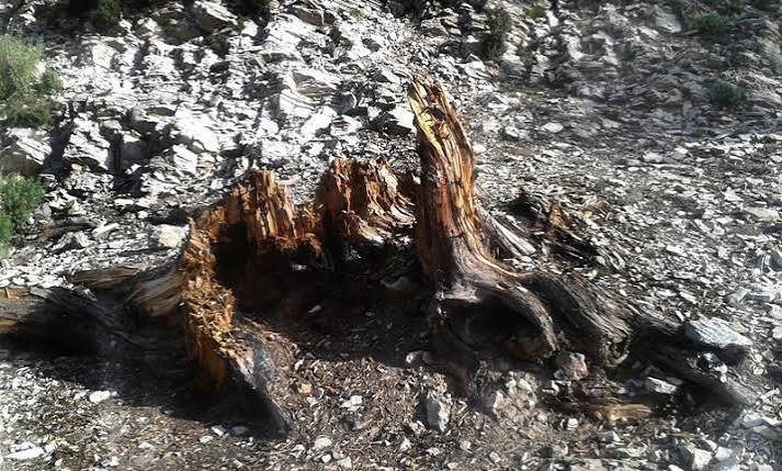 Ziarat Valley and Ancient Juniper Forest Balochistan