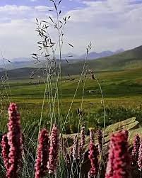 Sheosar Lake