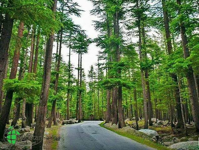 Ushu Forest Kalam Swat