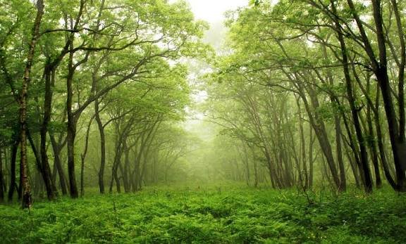 Changa Manga Forest Kasur