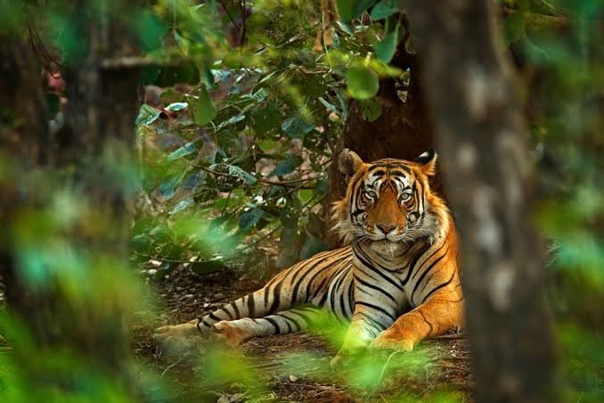 Ayub National Park Rawalpindi