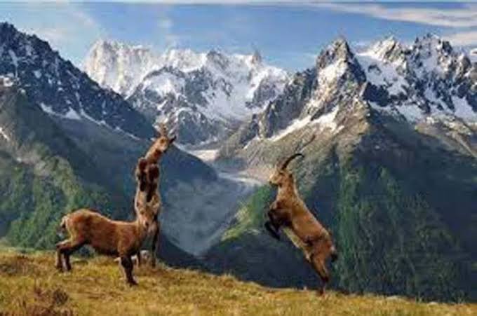Chitral Gol National Park Lower Chitral