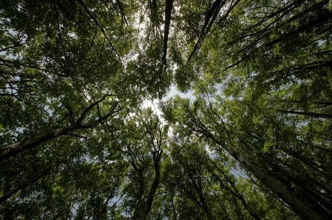 Changa Manga Forest Kasur